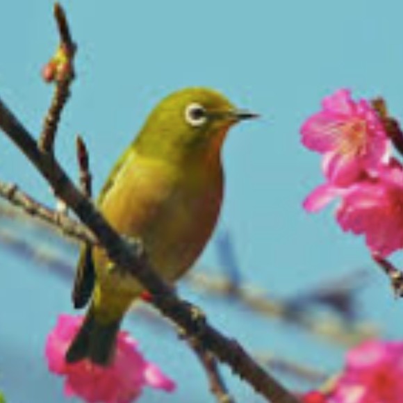 little_finch